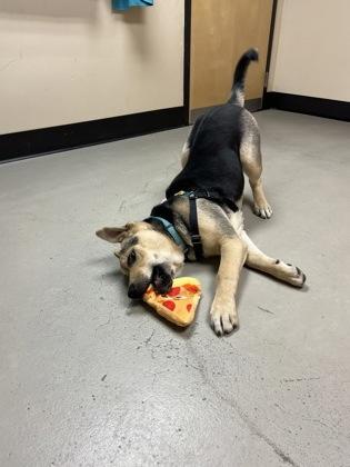 Chubs, a ADOPTABLE mixed breed in Bellingham, WA image 3/3