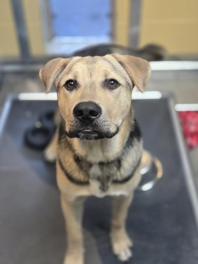 Chubs, ADOPTABLE, Young Male Pit Bull Terrier & Shepherd.
