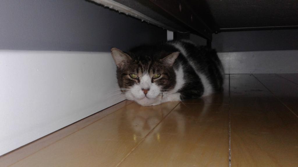 Enlarge Milo, a Adoptable Domestic Short Hair in Liverpool, NY image 1/1