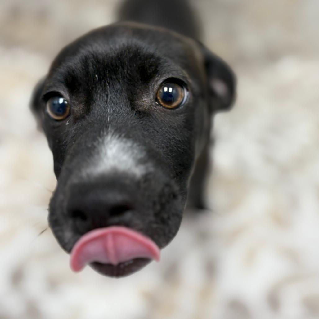 Enlarge Bud, an adopted mixed breed in Monticello, IA image 2/6