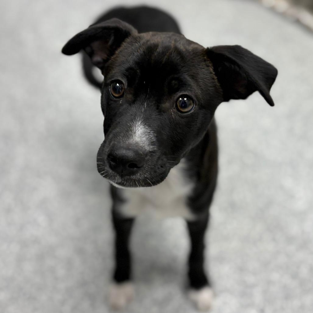 Bud, adopted, Puppy Male Chihuahua & Mixed Breed.