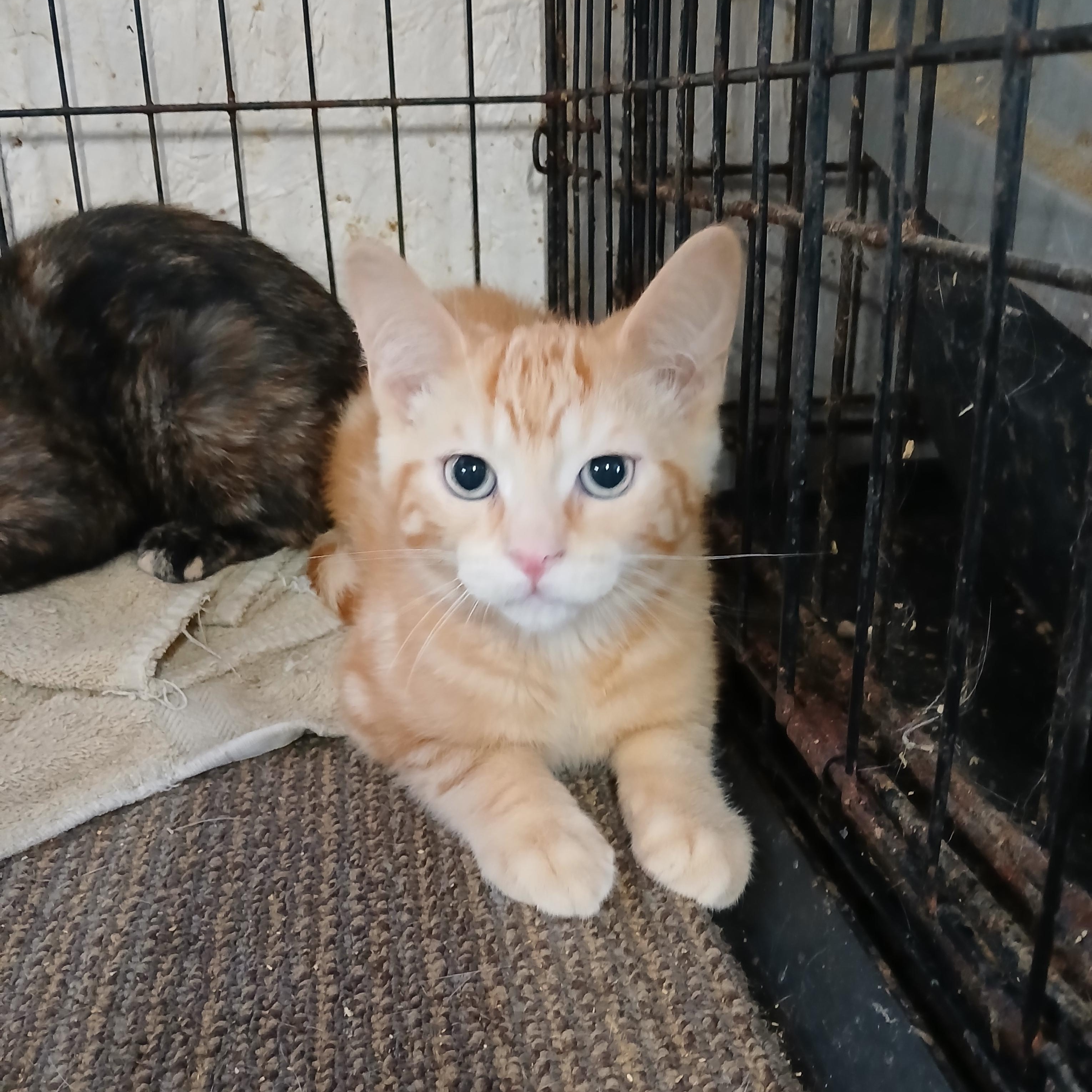 Sandusky Costello , ADOPTABLE, Kitten Male Tabby & Domestic Short Hair.