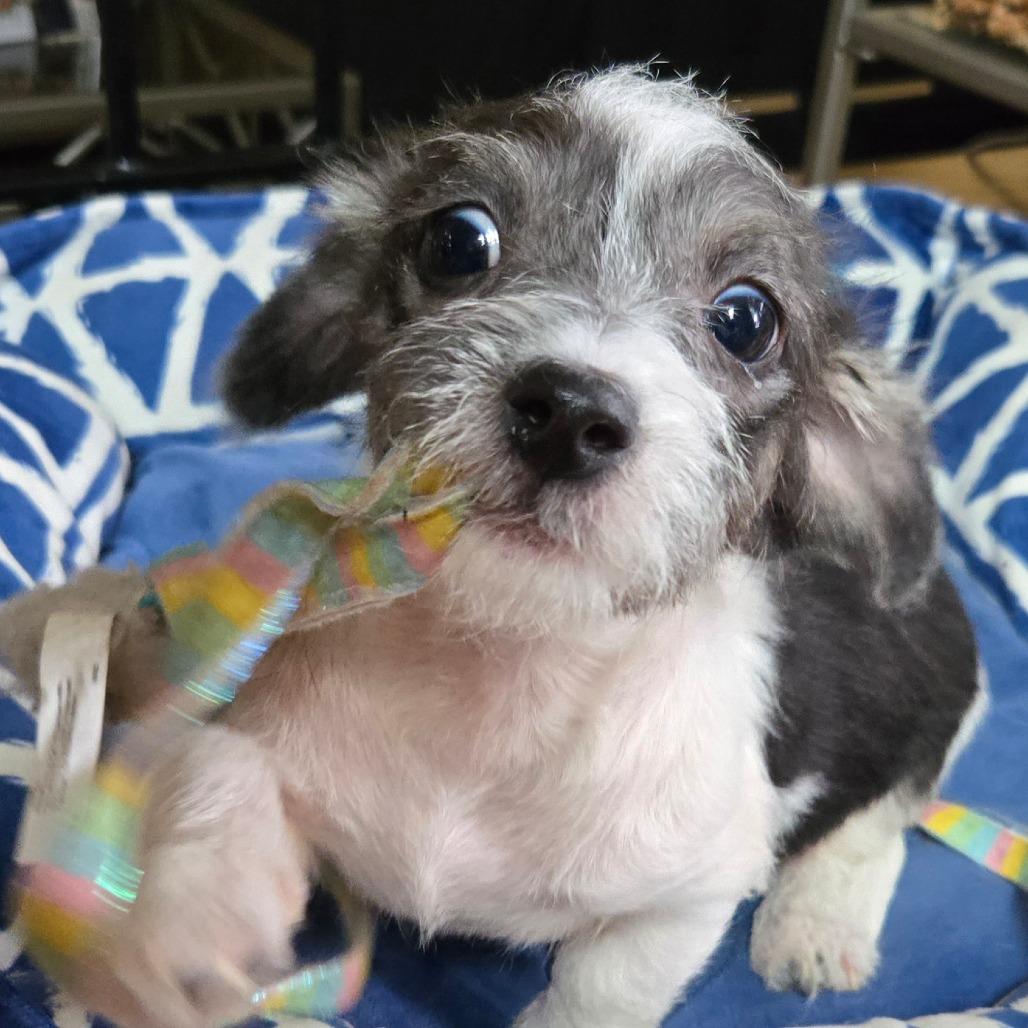 Ernie, Adoptable, Puppy Male Chihuahua.