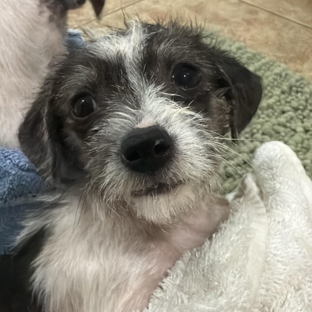 Ernie, a Adoptable Chihuahua in Katy, TX image 2/6