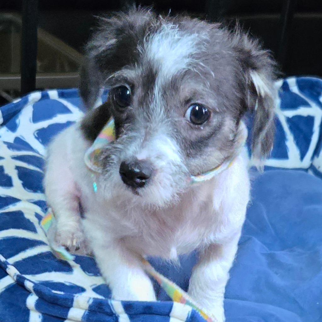 Ernie, a Adoptable Chihuahua in Katy, TX image 3/6