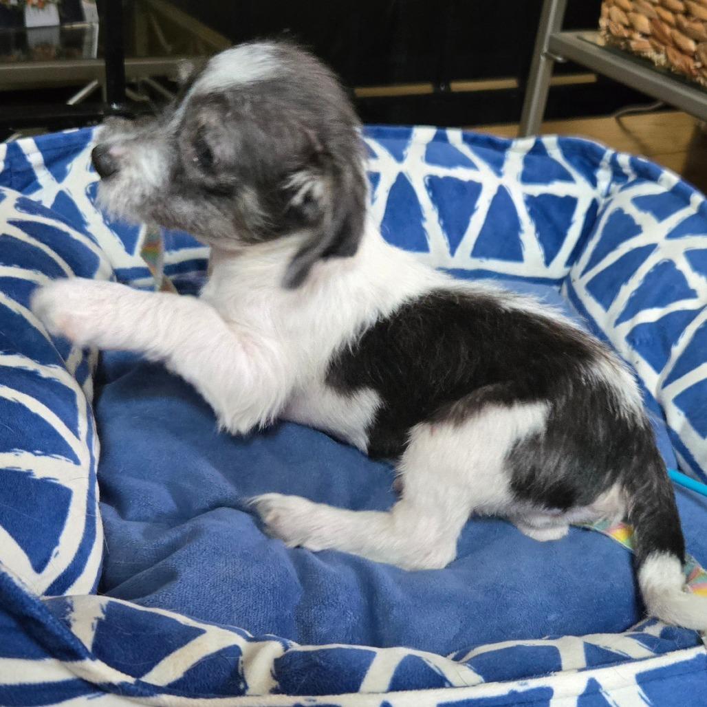 Ernie, a Adoptable Chihuahua in Katy, TX image 4/6