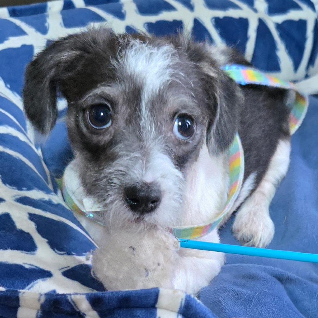 Ernie, a Adoptable Chihuahua in Katy, TX image 5/6