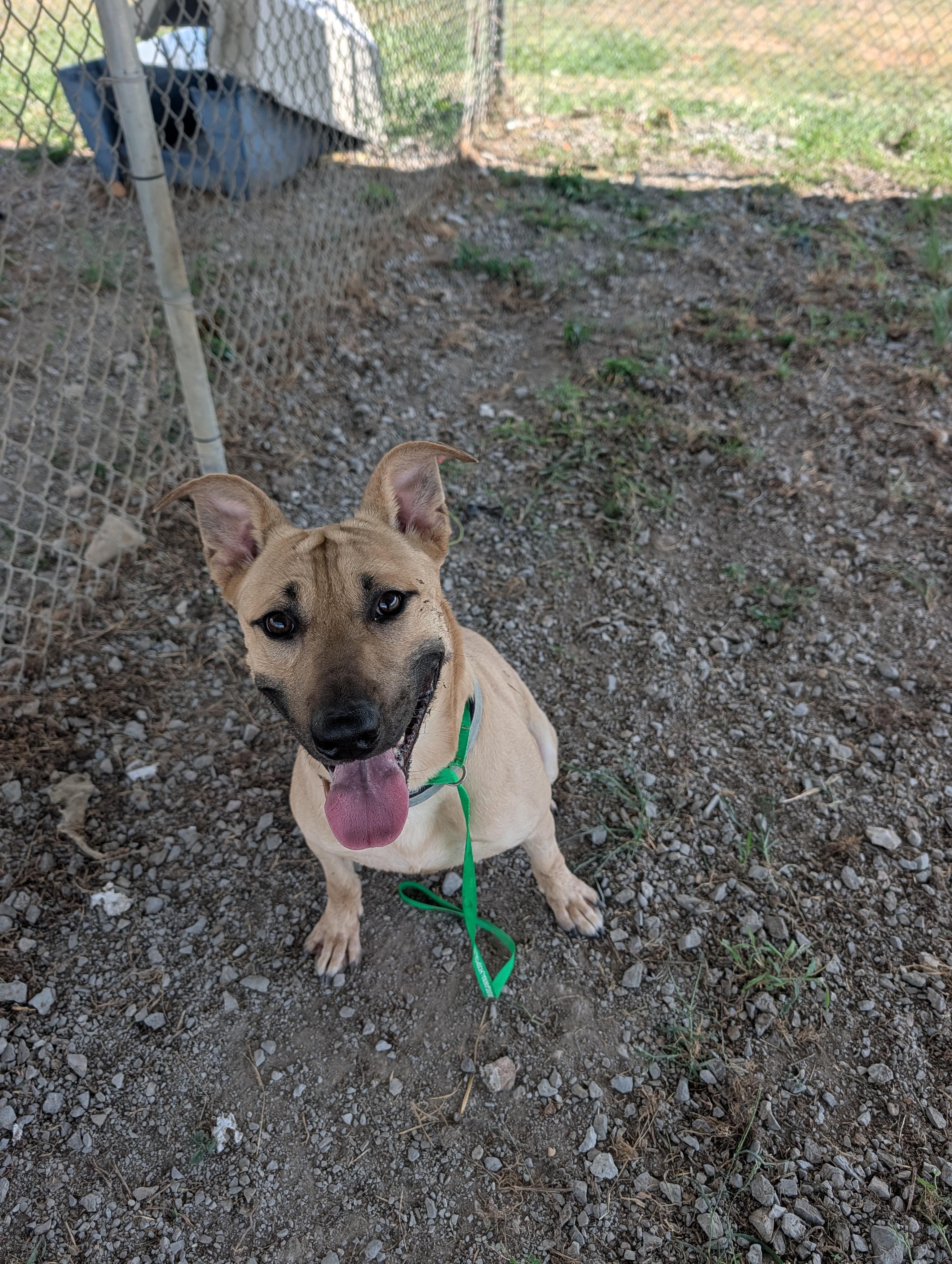 Enlarge Jack, a Adoptable mixed breed in Lewisburg, TN image 3/4