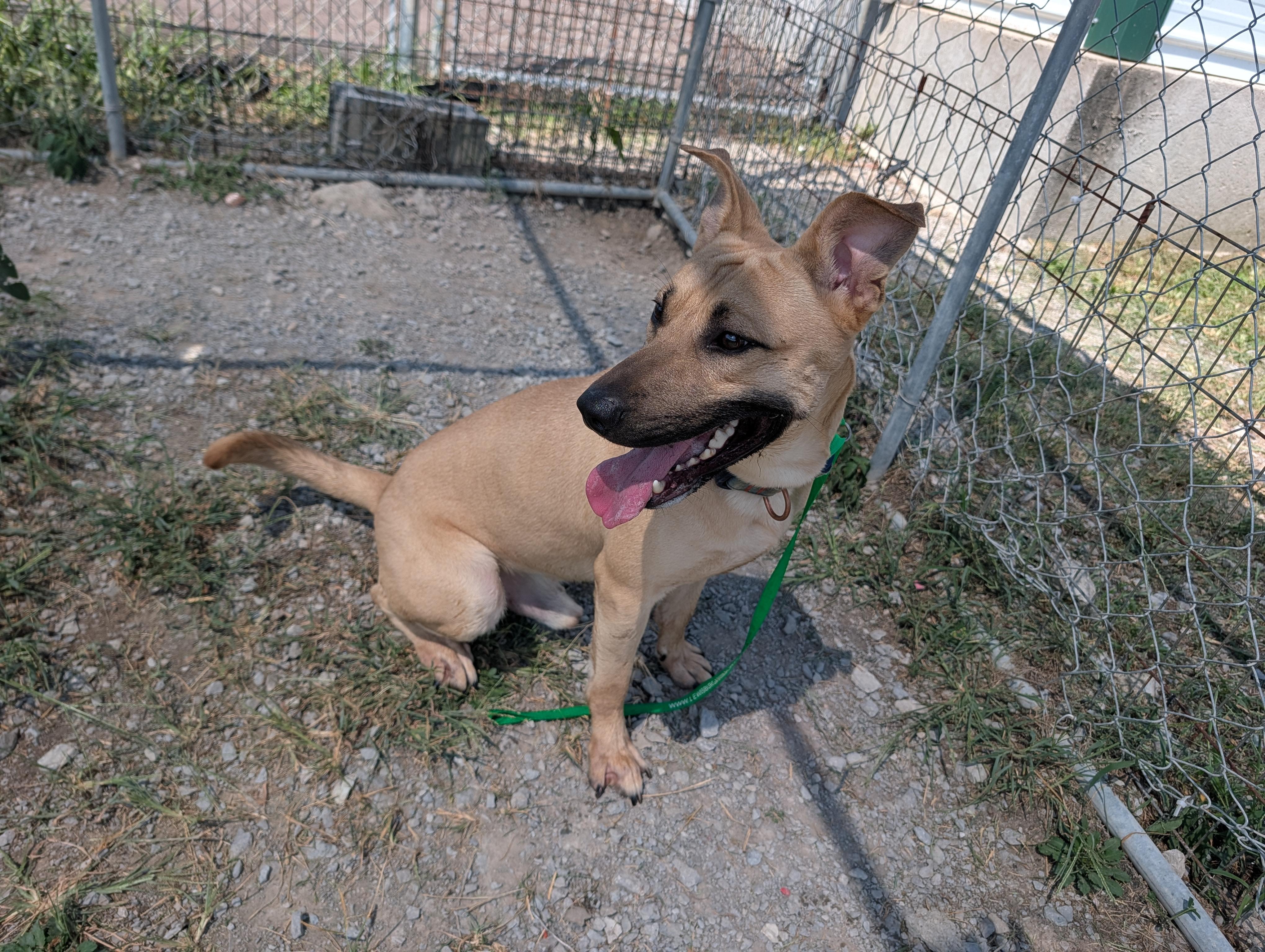 Enlarge Jack, a Adoptable mixed breed in Lewisburg, TN image 4/4