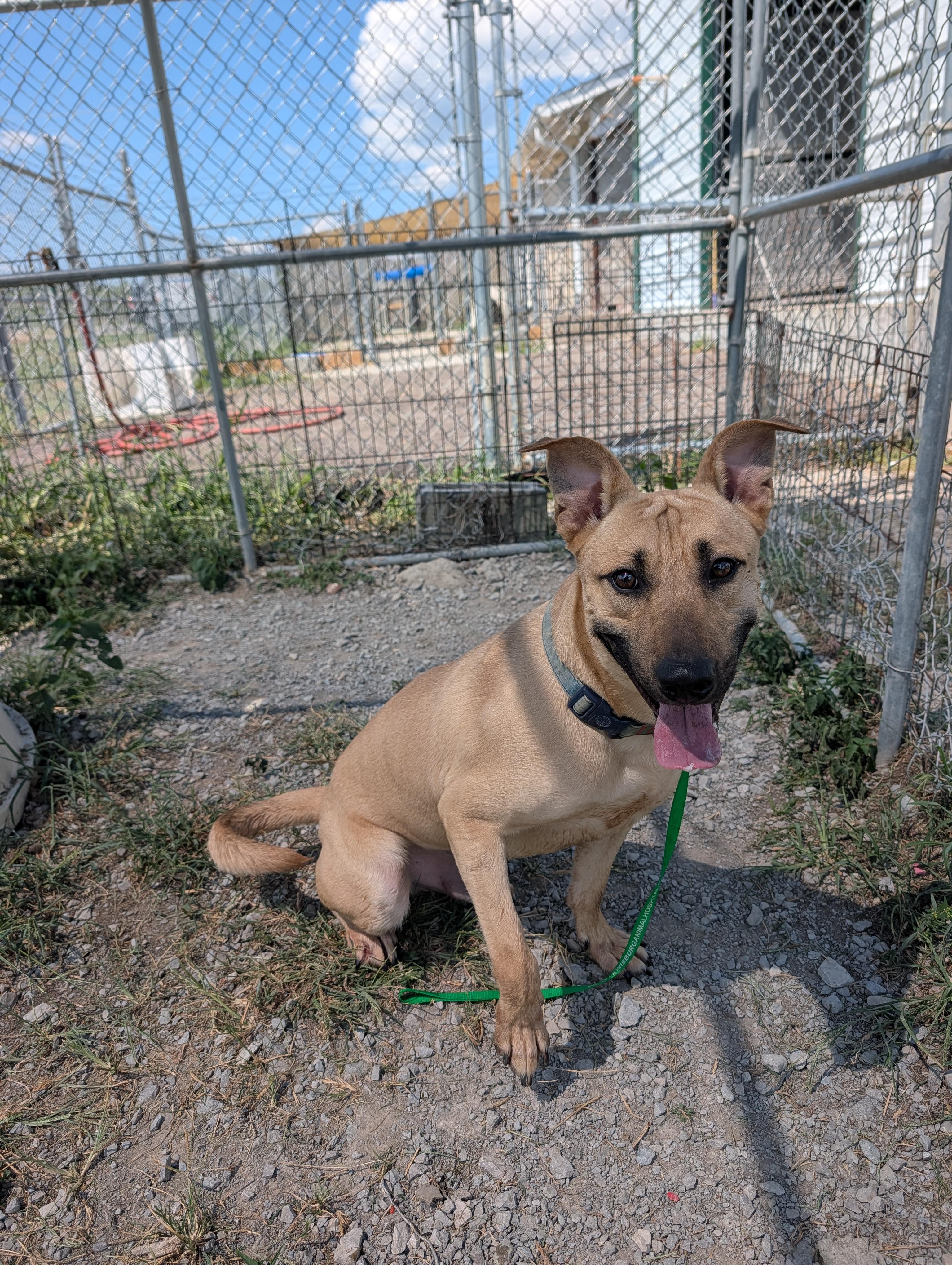 Enlarge Jack, a Adoptable mixed breed in Lewisburg, TN image 1/4