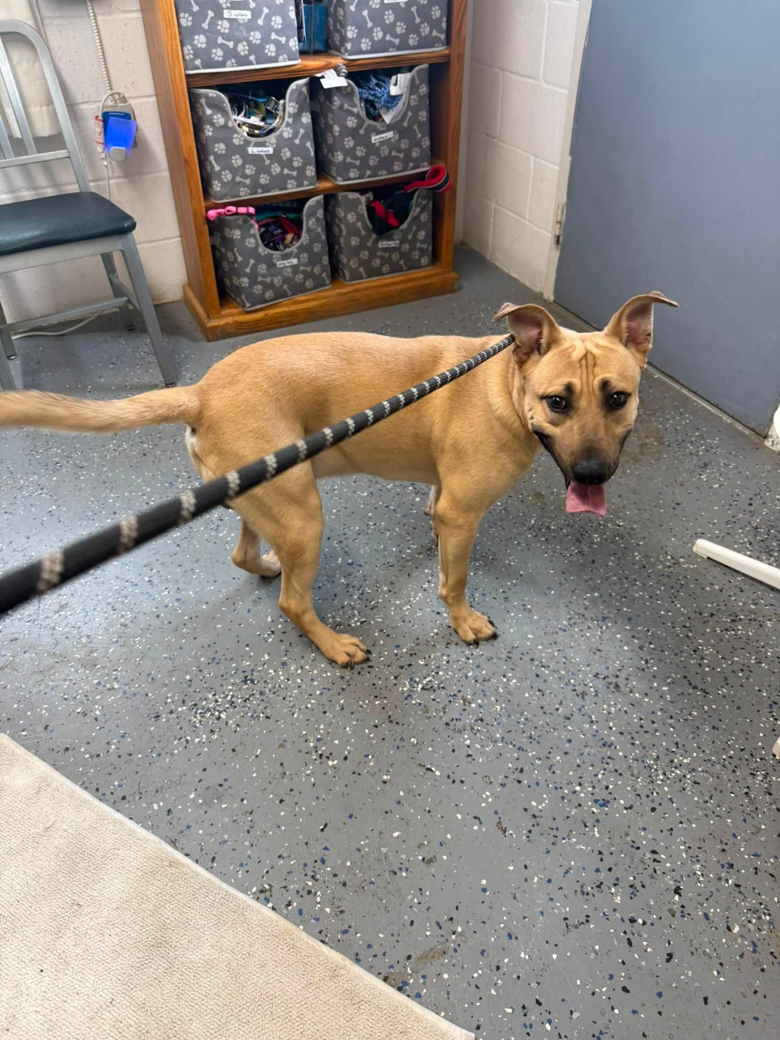 Enlarge Jack, a Adoptable mixed breed in Lewisburg, TN image 2/4