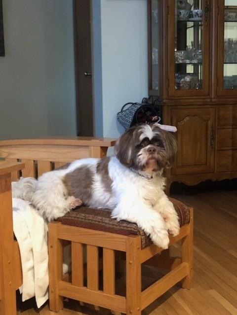 Enlarge PRINCE, a ADOPTABLE Shih Tzu in Eden Prairie, MN image 1/1