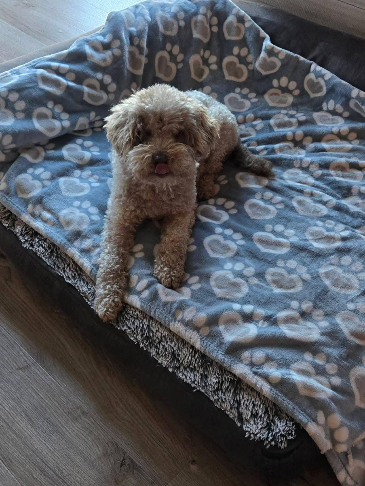 Kenny, Adoptable, Senior Male Poodle.