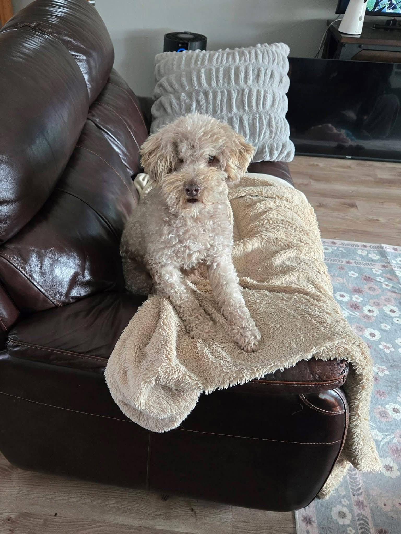 Enlarge Kenny, a Adoptable Poodle in New London, WI image 2/3