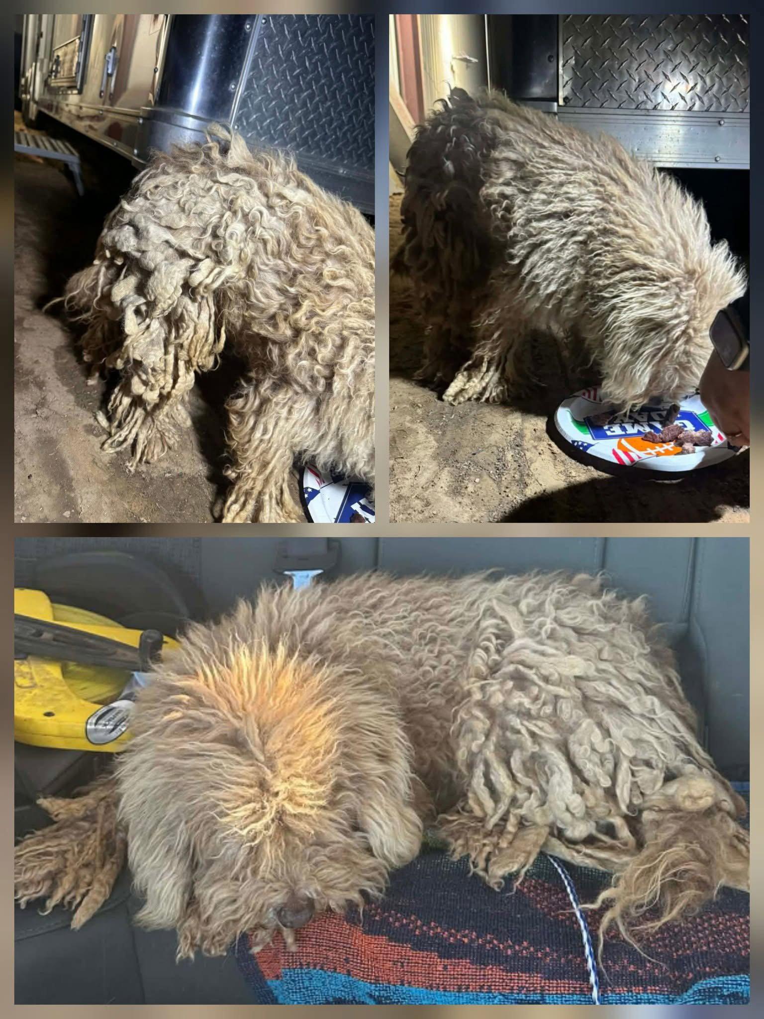 Enlarge Kenny, a Adoptable Poodle in New London, WI image 3/3