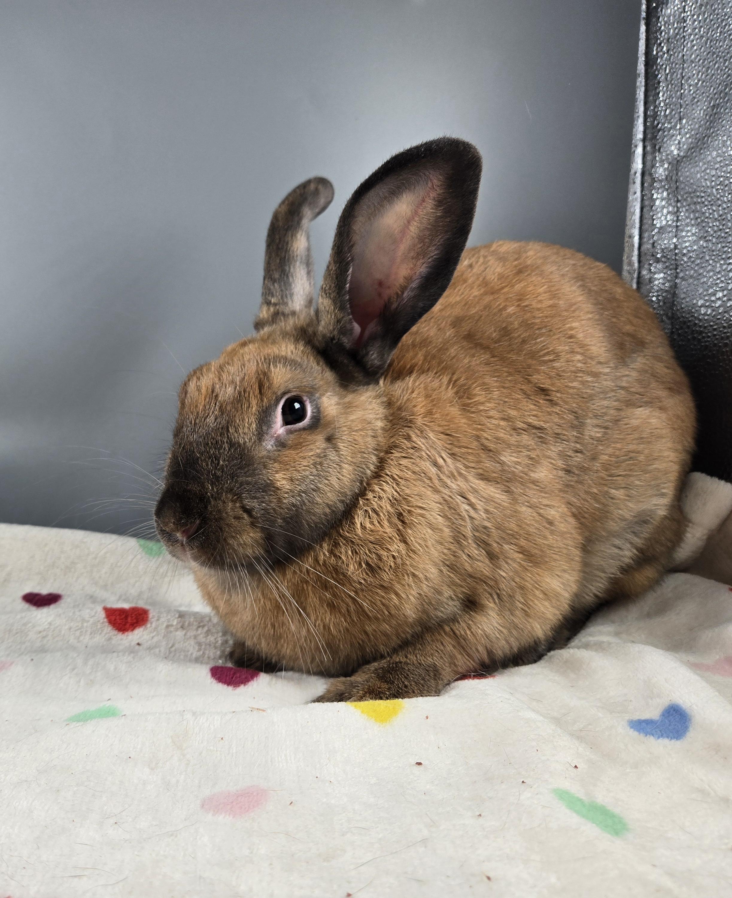 Venus, a ADOPTABLE Cinnamon in San Antonio, TX image 3/3