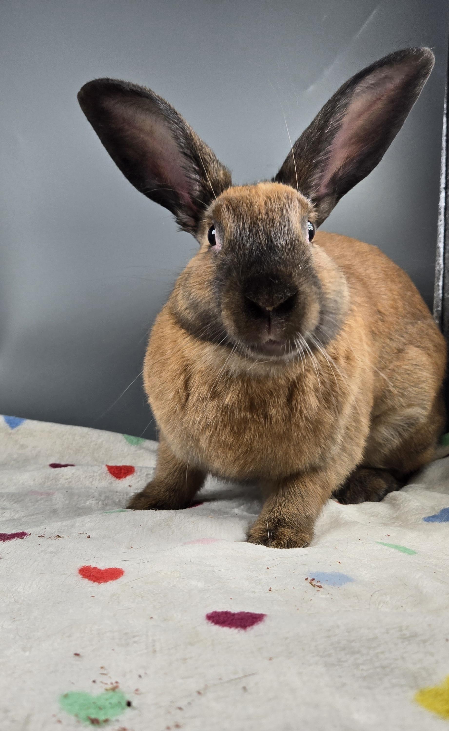 Venus, a ADOPTABLE Cinnamon in San Antonio, TX image 1/3