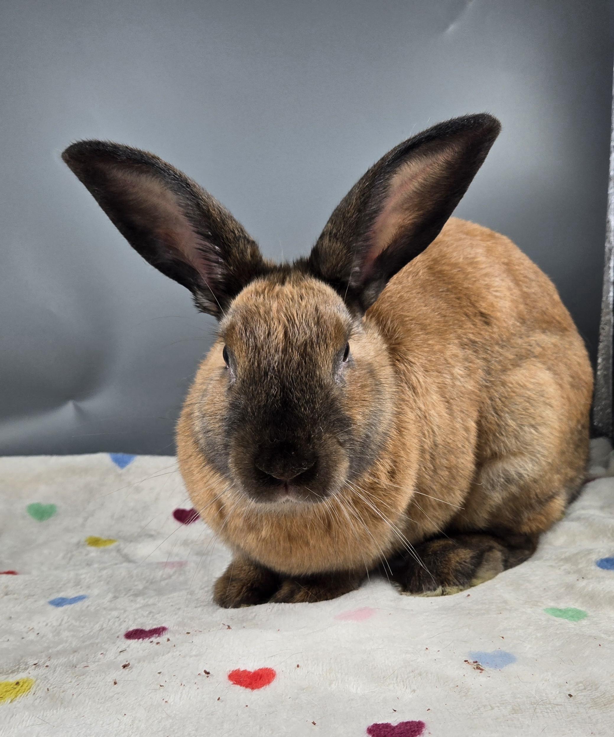 Venus, a ADOPTABLE Cinnamon in San Antonio, TX image 2/3
