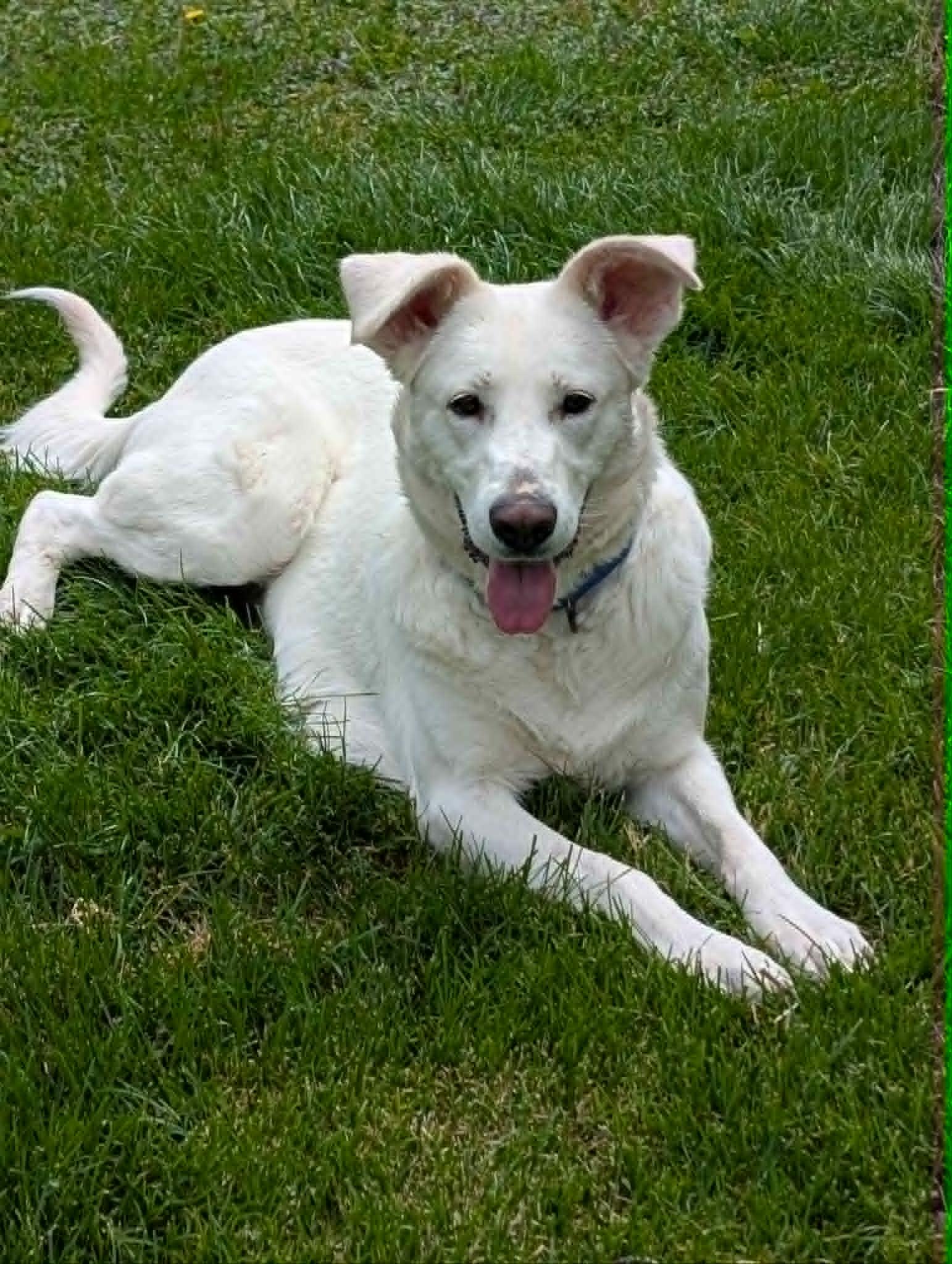 Winnie, a Adoptable mixed breed in Batavia, IL image 3/6
