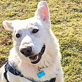 Enlarge Winnie, a Adoptable mixed breed in Batavia, IL image 1/6