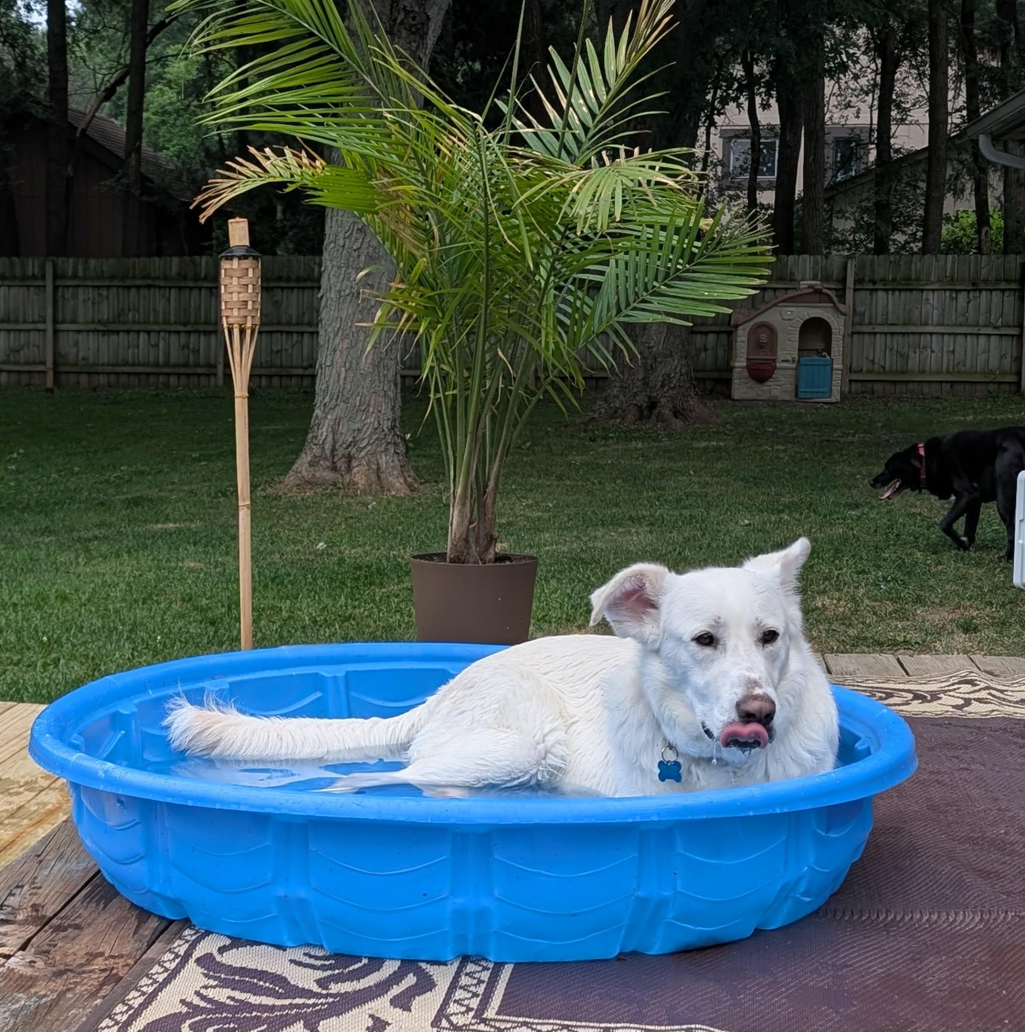 Winnie, a Adoptable mixed breed in Batavia, IL image 6/6
