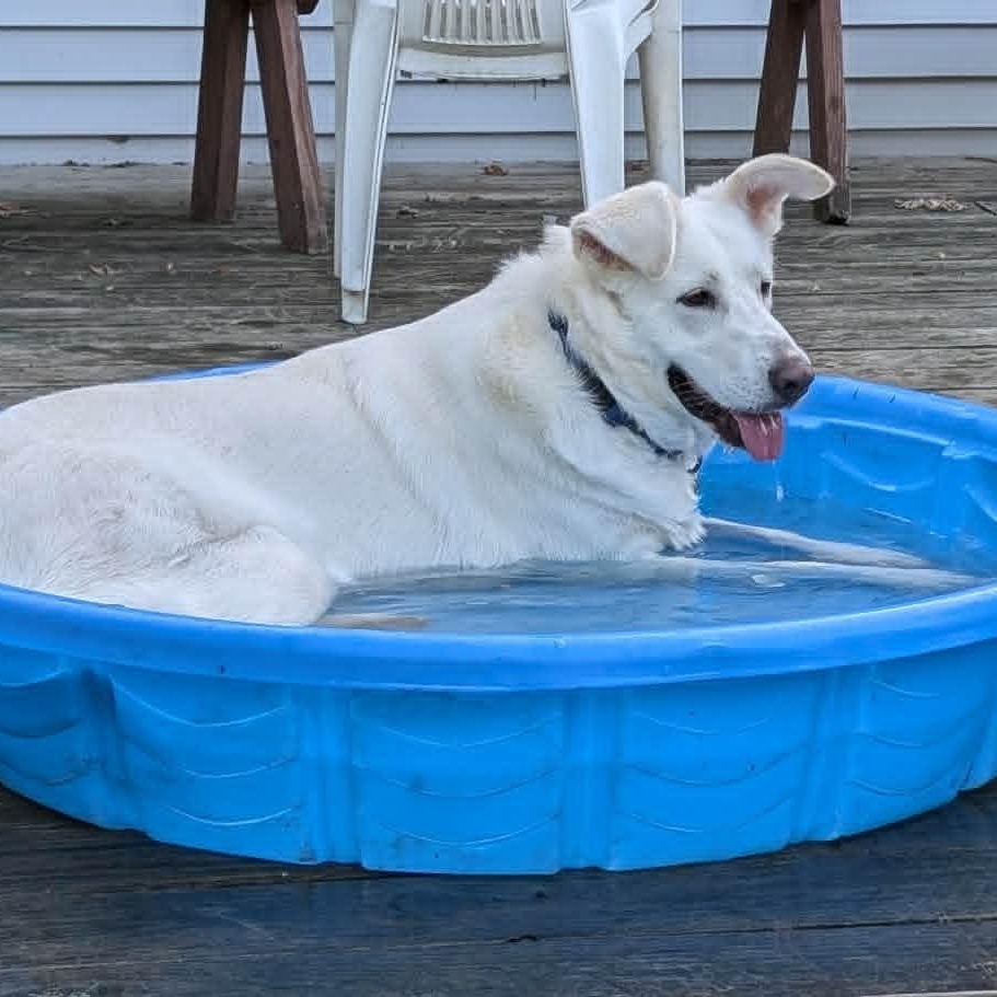 Winnie, Adoptable, Adult Female Labrador Retriever & Great Pyrenees.