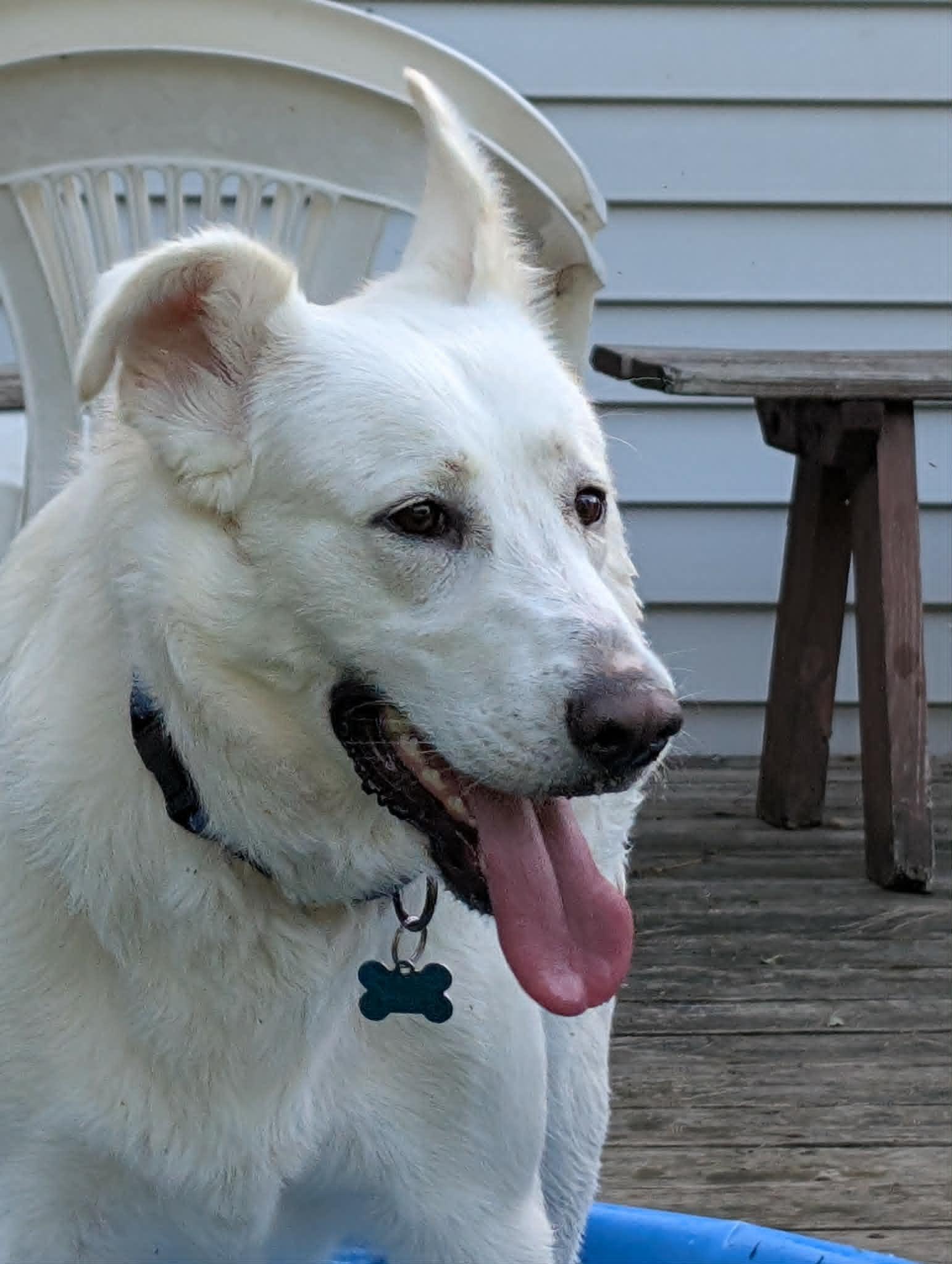 Winnie, a Adoptable mixed breed in Batavia, IL image 2/6