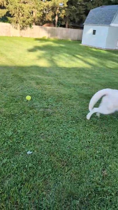 Enlarge Winnie, a Adoptable mixed breed in Batavia, IL video 5/6