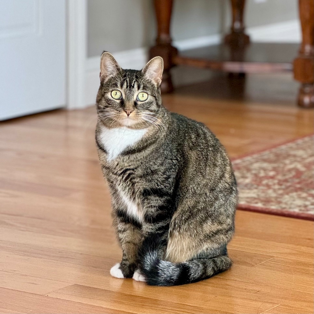 Sagnika, a Adoptable mixed breed in Tulsa, OK image 1/12