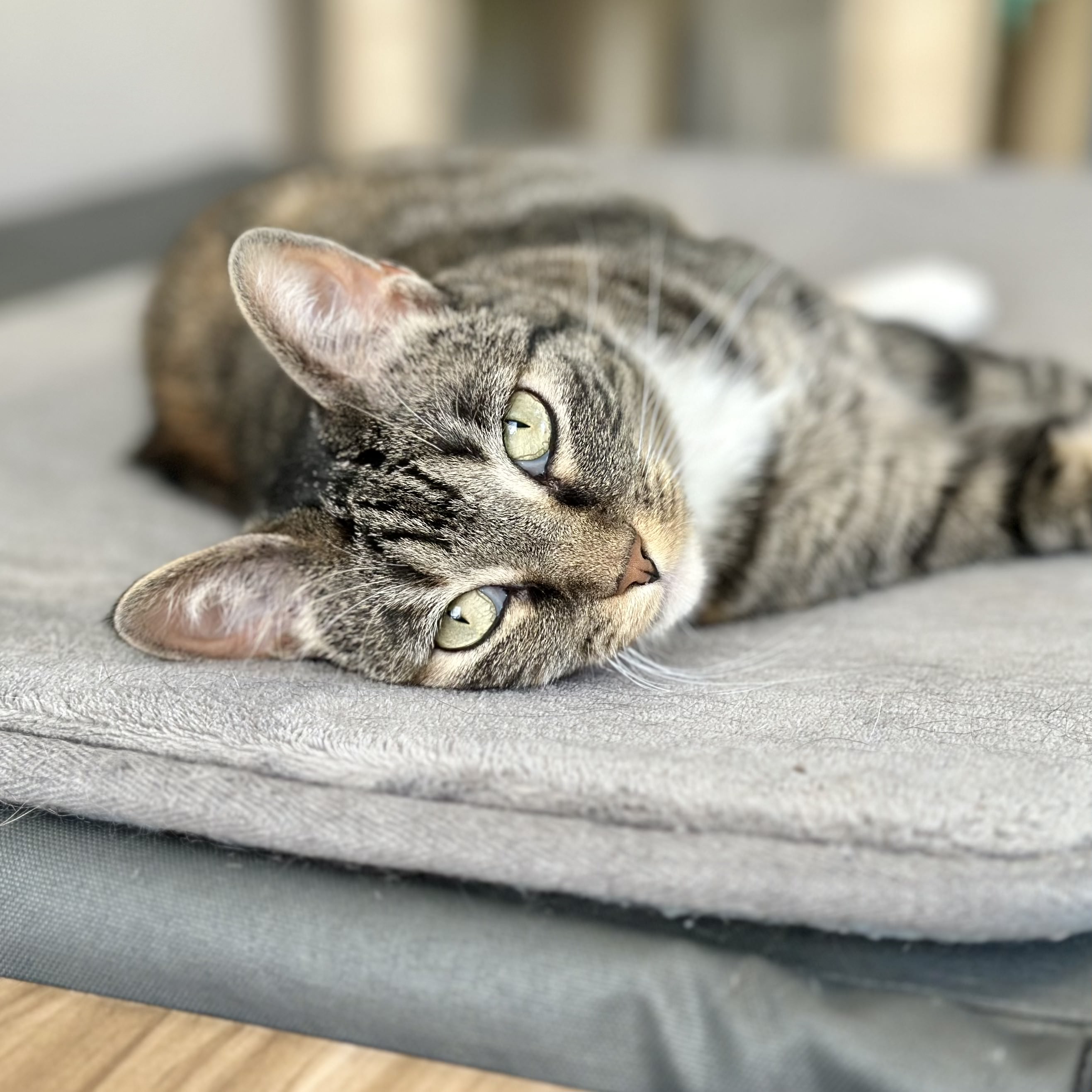 Enlarge Sagnika, a Adoptable mixed breed in Tulsa, OK image 12/12