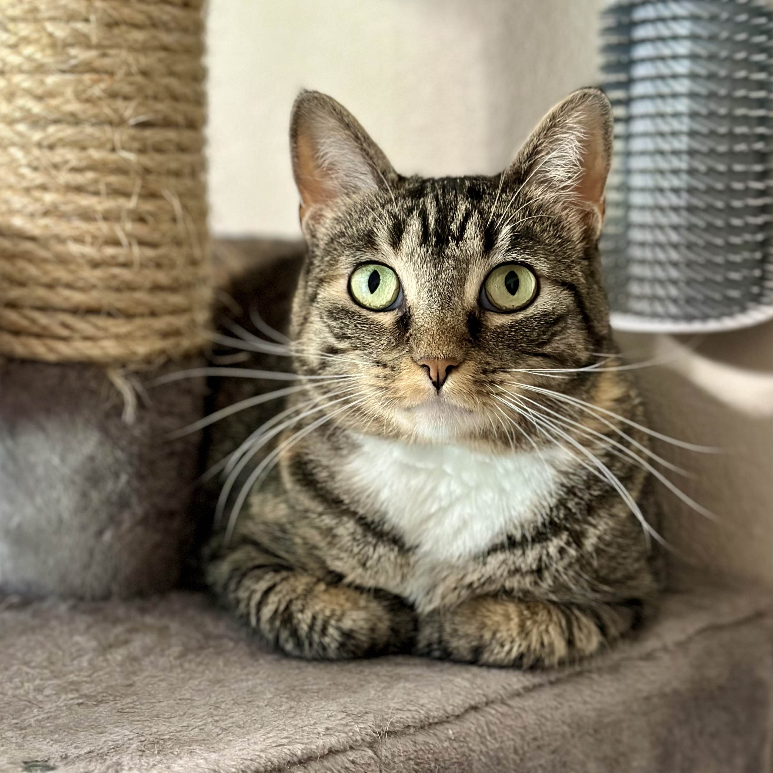 Sagnika, a Adoptable mixed breed in Tulsa, OK image 2/12