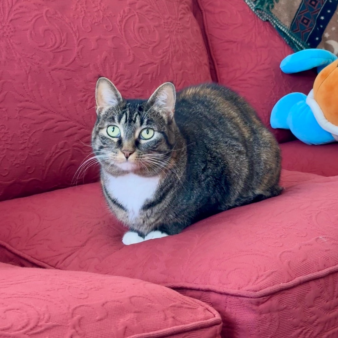 Sagnika, a Adoptable mixed breed in Tulsa, OK image 3/12