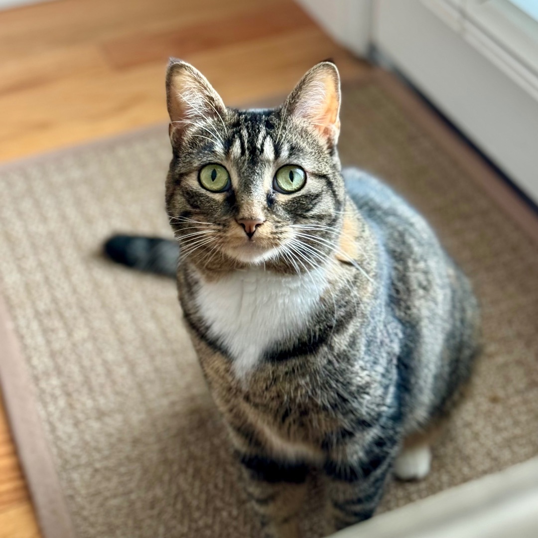 Sagnika, a Adoptable mixed breed in Tulsa, OK image 5/12