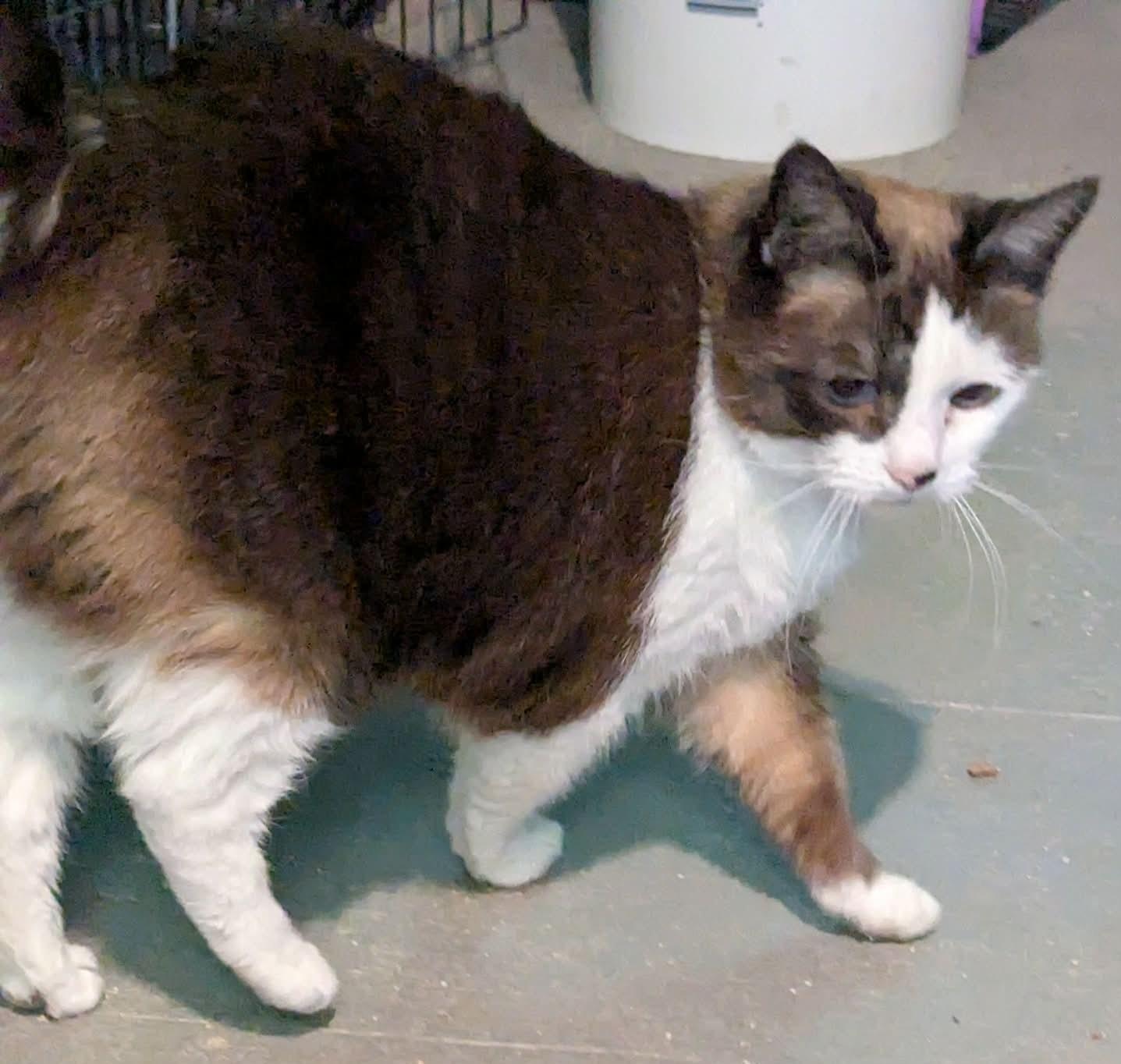 Baby, an adopted Snowshoe in Shawnigan Lake, BC image 1/3