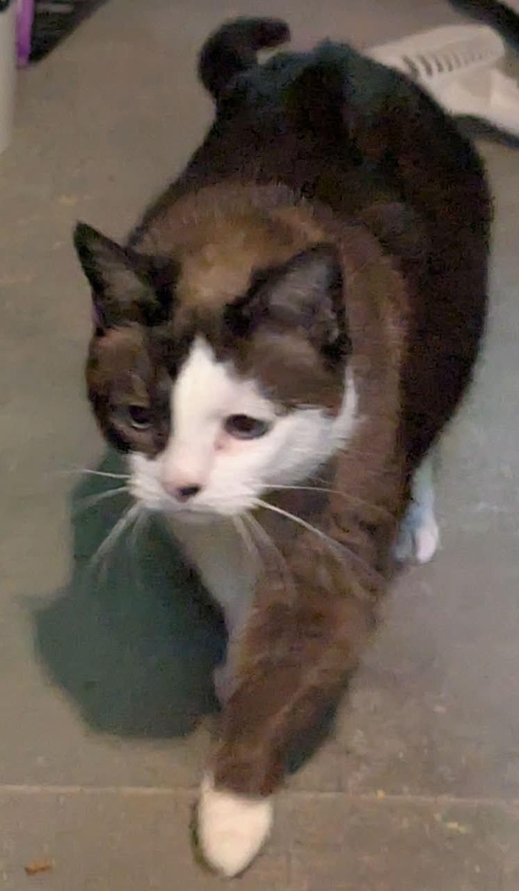 Baby, an adopted Snowshoe in Shawnigan Lake, BC image 2/3