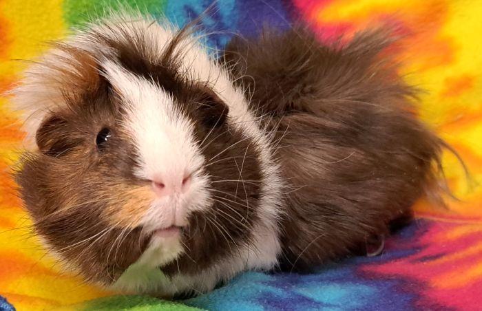 Pibby, adopted, Adult Female Abyssinian.