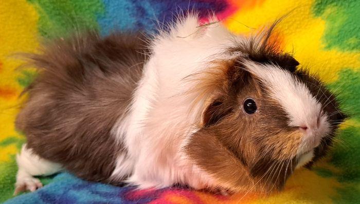 Enlarge Pibby, an adopted Abyssinian in Gary, IN image 2/2