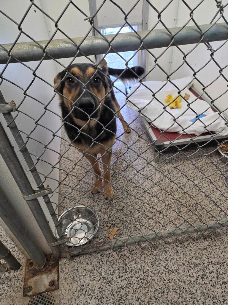 Barkley, Adoptable, Young Male German Shepherd Dog.