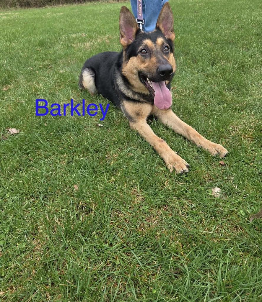 Barkley, a Adoptable German Shepherd Dog in Kendallville, IN image 2/2