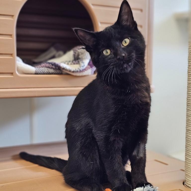 Enlarge Salem, an adopted Domestic Short Hair in Waynesville, NC image 1/1