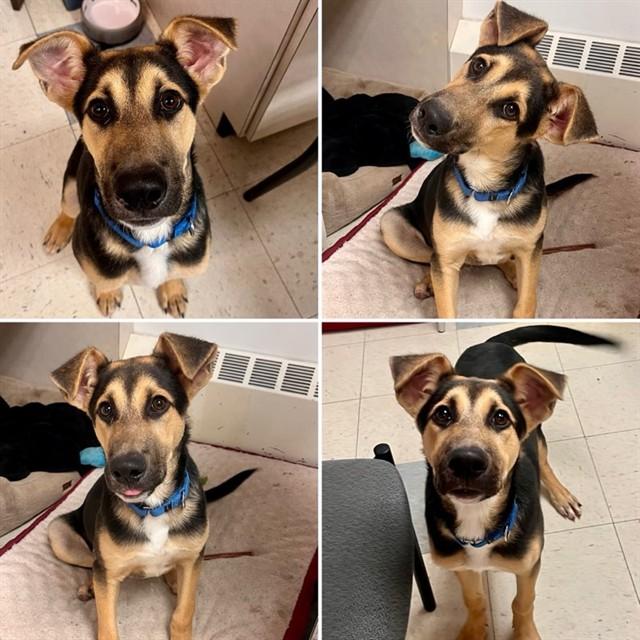 LITTLE DUDE, Adoptable, Young Male German Shepherd Dog & Mixed Breed.