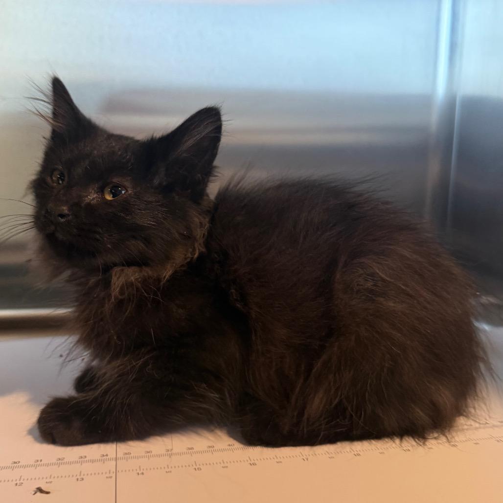 Birdie, Adoptable, Kitten Female Domestic Medium Hair.