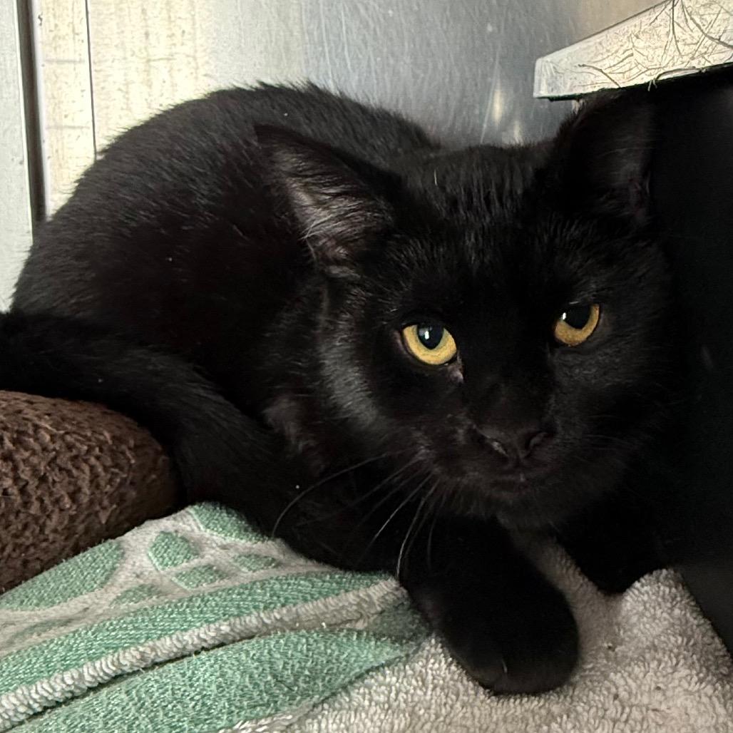 Enlarge Birdie is at Petsmart GJ, a Adoptable Domestic Medium Hair in Cedaredge, CO image 1/2