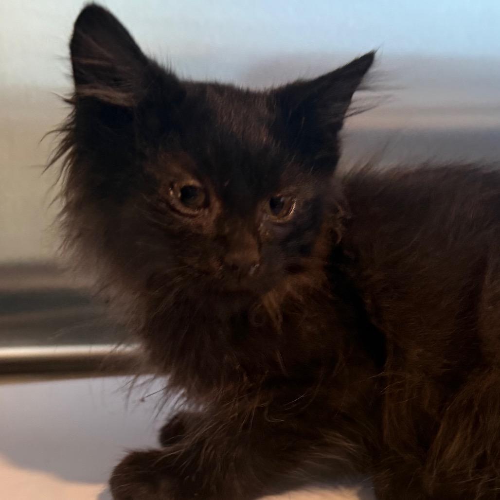 Enlarge Birdie, a Adoptable Domestic Medium Hair in Cedaredge, CO image 2/2