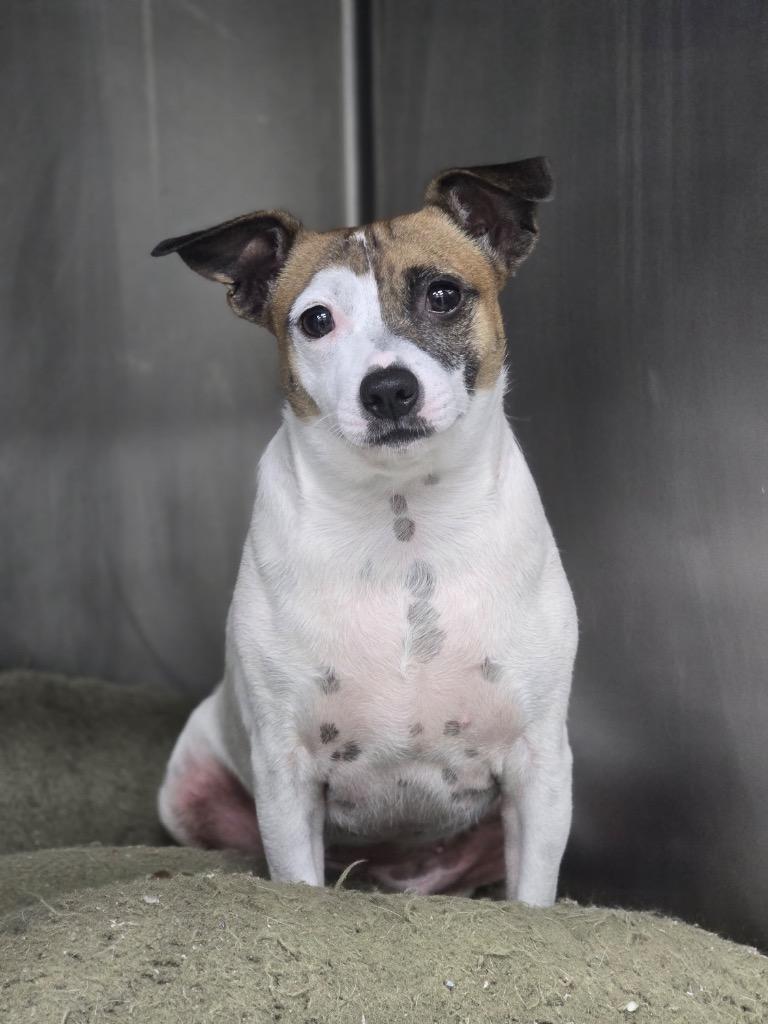 Enlarge Sugar in foster, a Adoptable mixed breed in Danielsville, GA image 1/2