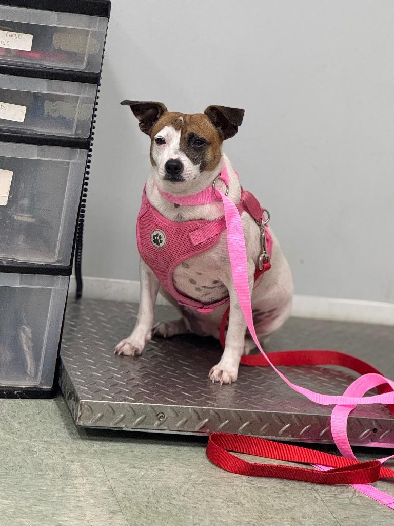 Enlarge Sugar in foster, a Adoptable mixed breed in Danielsville, GA image 2/2