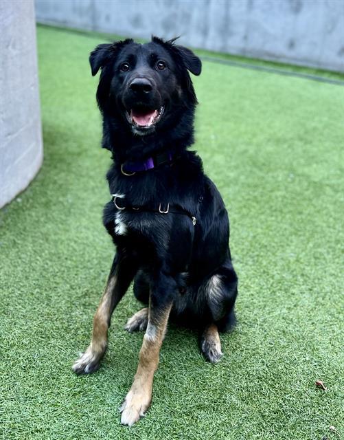 Enlarge TRAVIS, a Adoptable mixed breed in San Francisco, CA image 1/1