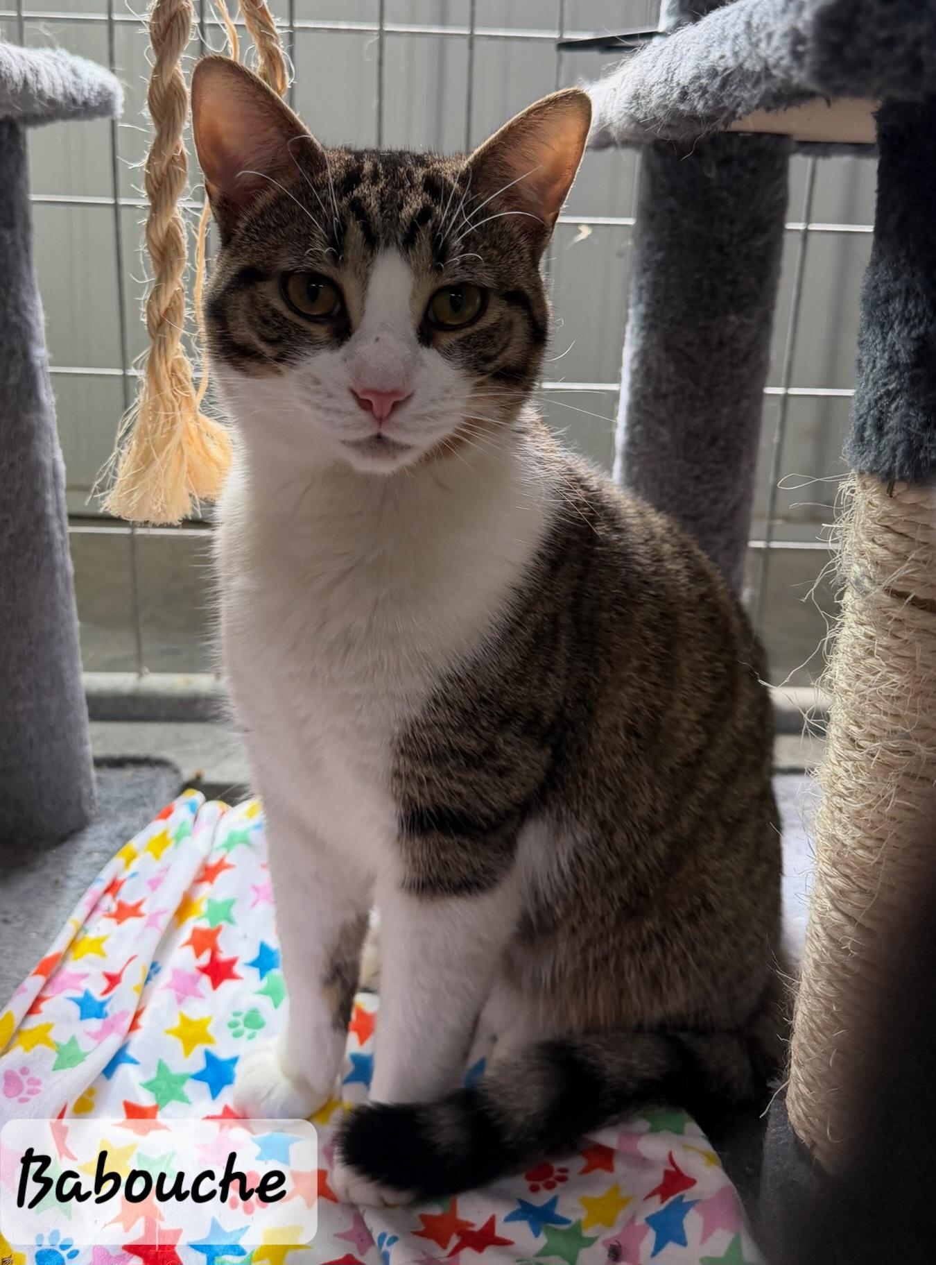 Babouche, adopted, Adult Male Domestic Short Hair.