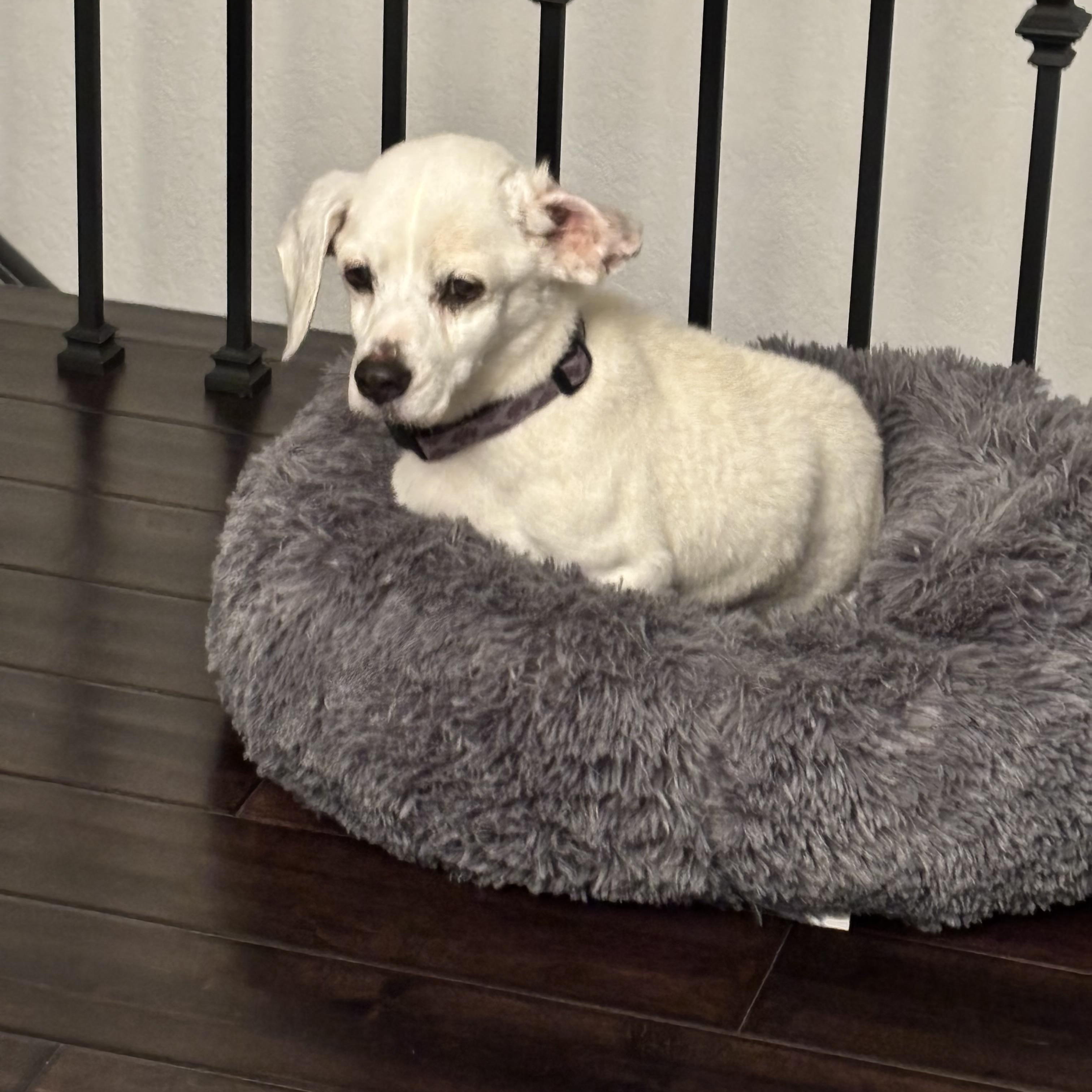 Enlarge Shylo~ rare white senior Beagle, a Adoptable Beagle in Irvine, CA image 4/6