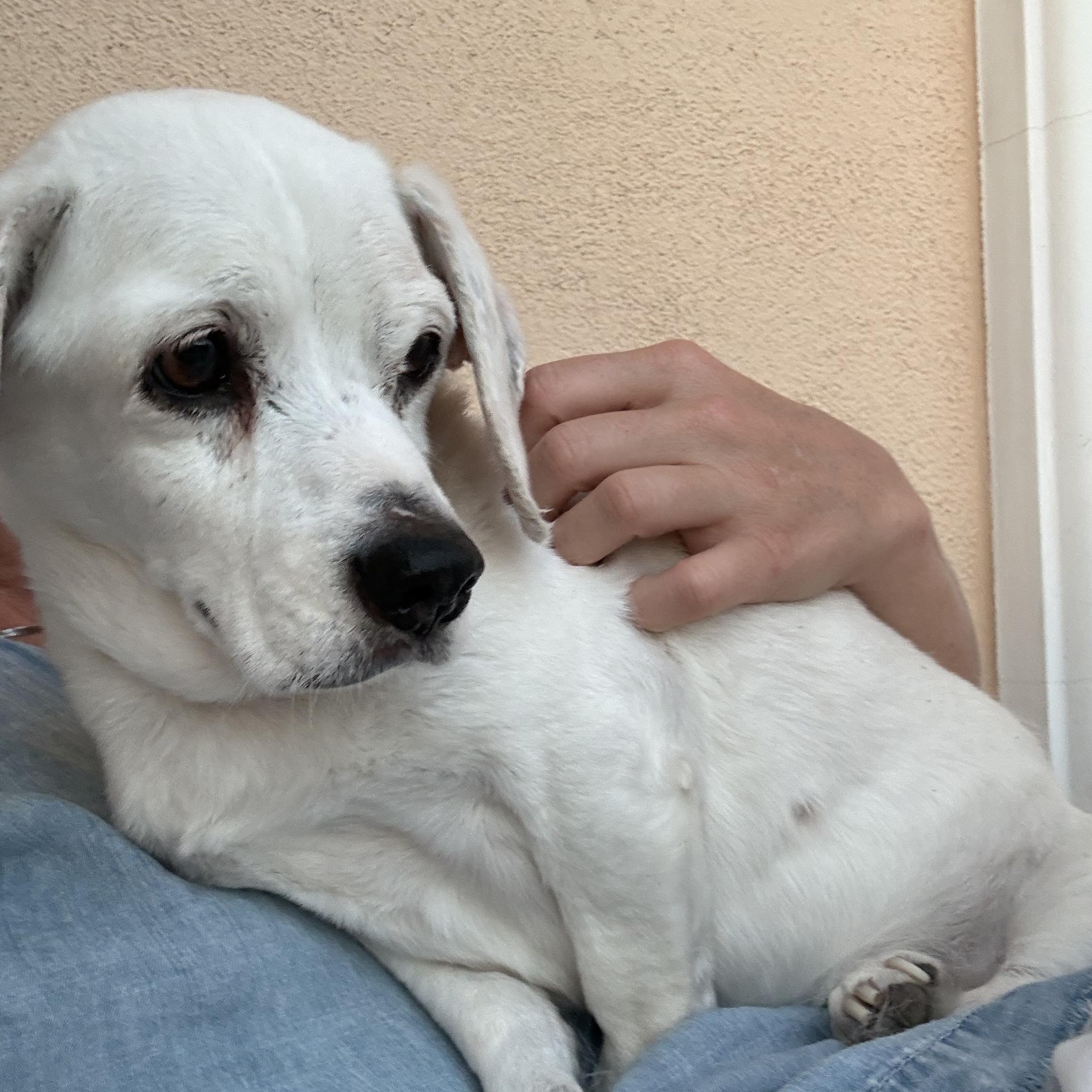 Enlarge Shylo~ rare white senior Beagle, a Adoptable Beagle in Irvine, CA image 5/6